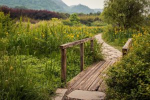 china, meadow, guizhou-6796350.jpg