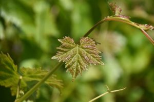 fig leaf, leaf, leaf flowering spring-4228871.jpg