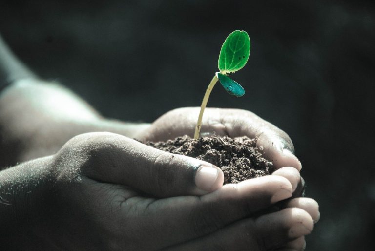 hands, macro, plant-1838658.jpg